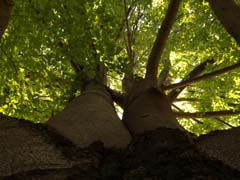 StromLeto